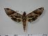  ( - BC-Hax1032)  @14 [ ] Copyright (2010) Unspecified Research Collection of Jean Haxaire