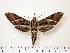  ( - BC-Hax1051)  @14 [ ] Copyright (2010) Unspecified Research Collection of Jean Haxaire