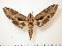  ( - BC-Hax1081)  @14 [ ] Copyright (2010) Unspecified Research Collection of Jean Haxaire