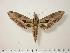  ( - BC-Hax1099)  @12 [ ] Copyright (2010) Unspecified Research Collection of Jean Haxaire