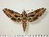  ( - BC-Hax1107)  @13 [ ] Copyright (2010) Unspecified Research Collection of Jean Haxaire