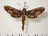  ( - BC-Hax1133)  @14 [ ] Copyright (2010) Unspecified Research Collection of Jean Haxaire