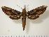  (Xylophanes colinae - BC-Hax1134)  @15 [ ] Copyright (2010) Unspecified Research Collection of Jean Haxaire