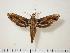  (Xylophanes beneluzi - BC-Hax1141)  @14 [ ] Copyright (2010) Unspecified Research Collection of Jean Haxaire