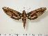  ( - BC-Hax1142)  @14 [ ] Copyright (2010) Unspecified Research Collection of Jean Haxaire