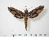  ( - BC-Hax1152)  @14 [ ] Copyright (2010) Unspecified Research Collection of Jean Haxaire