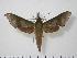  (Xylophanes germen - BC-Hax1175)  @14 [ ] Copyright (2010) Unspecified Research Collection of Jean Haxaire