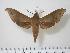  (Xylophanes hannemanni hannemanni - BC-Hax1187)  @14 [ ] Copyright (2010) Unspecified Research Collection of Jean Haxaire