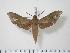  ( - BC-Hax1188)  @13 [ ] Copyright (2010) Unspecified Research Collection of Jean Haxaire