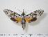  (Isognathus rimosa - BC-Hax1198)  @15 [ ] Copyright (2010) Unspecified Research Collection of Jean Haxaire
