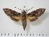  ( - BC-Hax1199)  @14 [ ] Copyright (2010) Unspecified Research Collection of Jean Haxaire