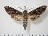  ( - BC-Hax1202)  @14 [ ] Copyright (2010) Unspecified Research Collection of Jean Haxaire