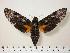  (Isognathus occidentalis - BC-Hax1215)  @14 [ ] Copyright (2010) Unspecified Research Collection of Jean Haxaire