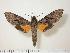  (Isognathus swainsonii - BC-Hax1223)  @14 [ ] Copyright (2010) Unspecified Research Collection of Jean Haxaire