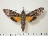  ( - BC-Hax1225)  @14 [ ] Copyright (2010) Unspecified Research Collection of Jean Haxaire