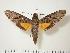  ( - BC-Hax1227)  @13 [ ] Copyright (2010) Unspecified Research Collection of Jean Haxaire