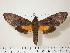  ( - BC-Hax1228)  @14 [ ] Copyright (2010) Unspecified Research Collection of Jean Haxaire