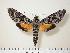  (Isognathus menechus - BC-Hax1240)  @14 [ ] Copyright (2010) Unspecified Research Collection of Jean Haxaire