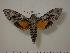  (Isognathus brasiliensis - BC-Hax1244)  @14 [ ] Copyright (2010) Unspecified Research Collection of Jean Haxaire