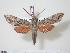 (Erinnyis stheno - BC-Hax1252)  @14 [ ] Copyright (2010) Unspecified Research Collection of Jean Haxaire