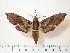  ( - BC-Hax1331)  @14 [ ] Copyright (2010) Unspecified Research Collection of Jean Haxaire