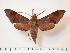  ( - BC-Hax1344)  @14 [ ] Copyright (2010) Unspecified Research Collection of Jean Haxaire