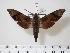  (Dahira obliquifascia baibarana - BC-Hax1354)  @14 [ ] Copyright (2010) Unspecified Research Collection of Jean Haxaire