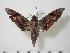  ( - BC-Hax1357)  @14 [ ] Copyright (2010) Unspecified Research Collection of Jean Haxaire