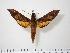  (Gnathothlibus brendelli - BC-Hax1370)  @14 [ ] Copyright (2010) Unspecified Research Collection of Jean Haxaire