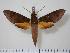  (Gnathothlibus dabrera - BC-Hax1376)  @14 [ ] Copyright (2010) Unspecified Research Collection of Jean Haxaire