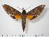  ( - BC-Hax1379)  @14 [ ] Copyright (2010) Unspecified Research Collection of Jean Haxaire