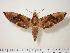  (Daphnis protrudens - BC-Hax1382)  @16 [ ] Copyright (2010) Unspecified Research Collection of Jean Haxaire
