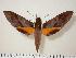  (Gnathothlibus saccoi - BC-Hax1393)  @14 [ ] Copyright (2010) Unspecified Research Collection of Jean Haxaire