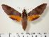  (Gnathothlibus vanuatuensis - BC-Hax1396)  @14 [ ] Copyright (2010) Unspecified Research Collection of Jean Haxaire