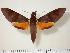  ( - BC-Hax1403)  @14 [ ] Copyright (2010) Unspecified Research Collection of Jean Haxaire