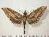  (Elibia dolichus - BC-Hax1420)  @14 [ ] Copyright (2010) Unspecified Research Collection of Jean Haxaire