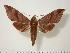  ( - BC-Hax1433)  @14 [ ] Copyright (2010) Unspecified Research Collection of Jean Haxaire
