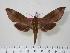  ( - BC-Hax1448)  @14 [ ] Copyright (2010) Unspecified Research Collection of Jean Haxaire
