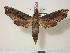  ( - BC-Hax1474)  @14 [ ] Copyright (2010) Unspecified Research Collection of Jean Haxaire