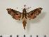  ( - BC-Hax1489)  @13 [ ] Copyright (2010) Unspecified Research Collection of Jean Haxaire