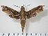  ( - BC-Hax1518)  @14 [ ] Copyright (2010) Unspecified Research Collection of Jean Haxaire