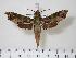  ( - BC-Hax1519)  @14 [ ] Copyright (2010) Unspecified Research Collection of Jean Haxaire
