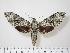  ( - BC-Hax1813)  @14 [ ] Copyright (2010) Unspecified Research Collection of Jean Haxaire