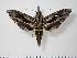  ( - BC-Hax1930)  @14 [ ] Copyright (2010) Unspecified Research Collection of Jean Haxaire
