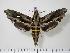  ( - BC-Hax1932)  @14 [ ] Copyright (2010) Unspecified Research Collection of Jean Haxaire
