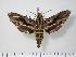  ( - BC-Hax1934)  @14 [ ] Copyright (2010) Unspecified Research Collection of Jean Haxaire