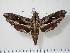  ( - BC-Hax1935)  @14 [ ] Copyright (2010) Unspecified Research Collection of Jean Haxaire