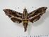  ( - BC-Hax1937)  @14 [ ] Copyright (2010) Unspecified Research Collection of Jean Haxaire