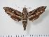  ( - BC-Hax1938)  @14 [ ] Copyright (2010) Unspecified Research Collection of Jean Haxaire