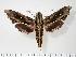  ( - BC-Hax1942)  @15 [ ] Copyright (2010) Unspecified Research Collection of Jean Haxaire
